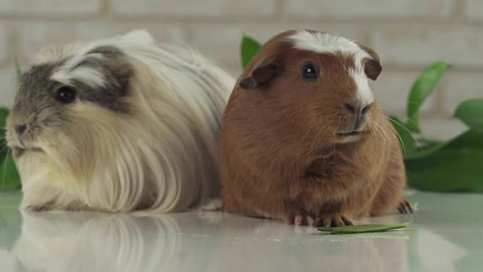 一只豚鼠吃黄瓜和第二思想慢动作素材视频