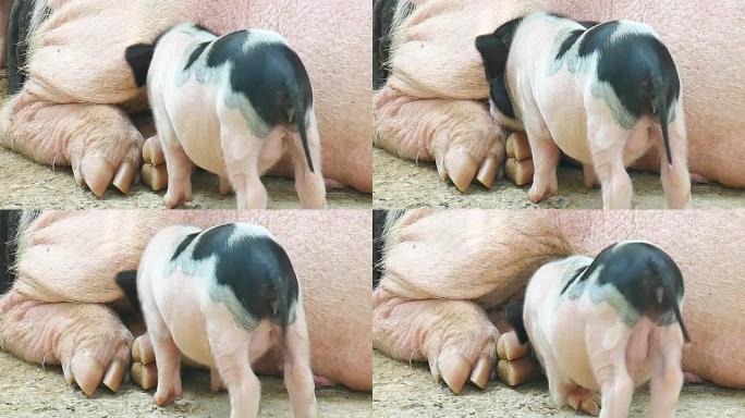 在现代农场哺乳的初生饥饿小猪。