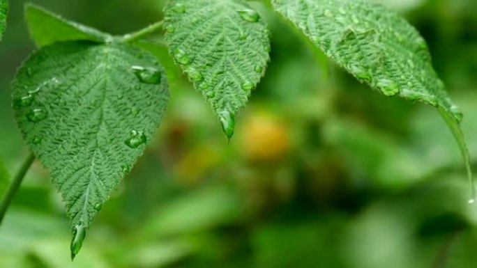 夏雨