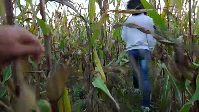一位女农民走在玉米田里。索尼4K摄像机拍摄。