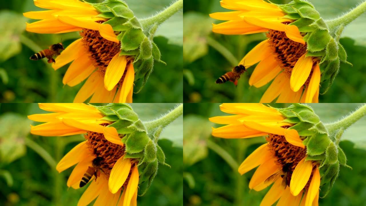 幸福中的向日葵和蜜蜂。