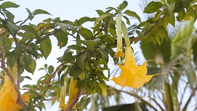 美丽的黄色天使的喇叭花也被称为Brugmansia