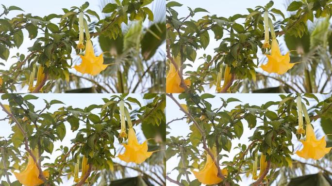 美丽的黄色天使的喇叭花也被称为Brugmansia