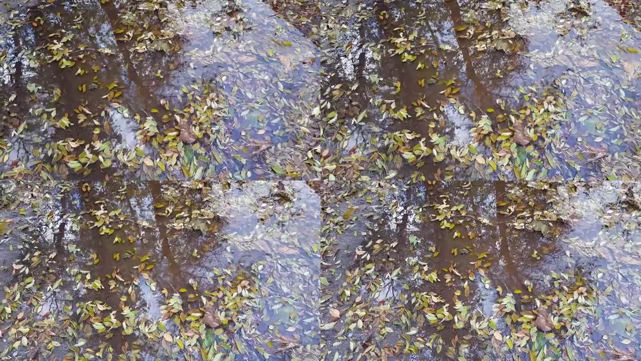 秋天的落叶漂浮在水坑里。