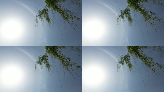 春日夏日垂柳光影摇晃