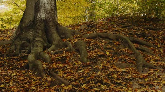 仍以秋天森林为背景的老树根拍摄
