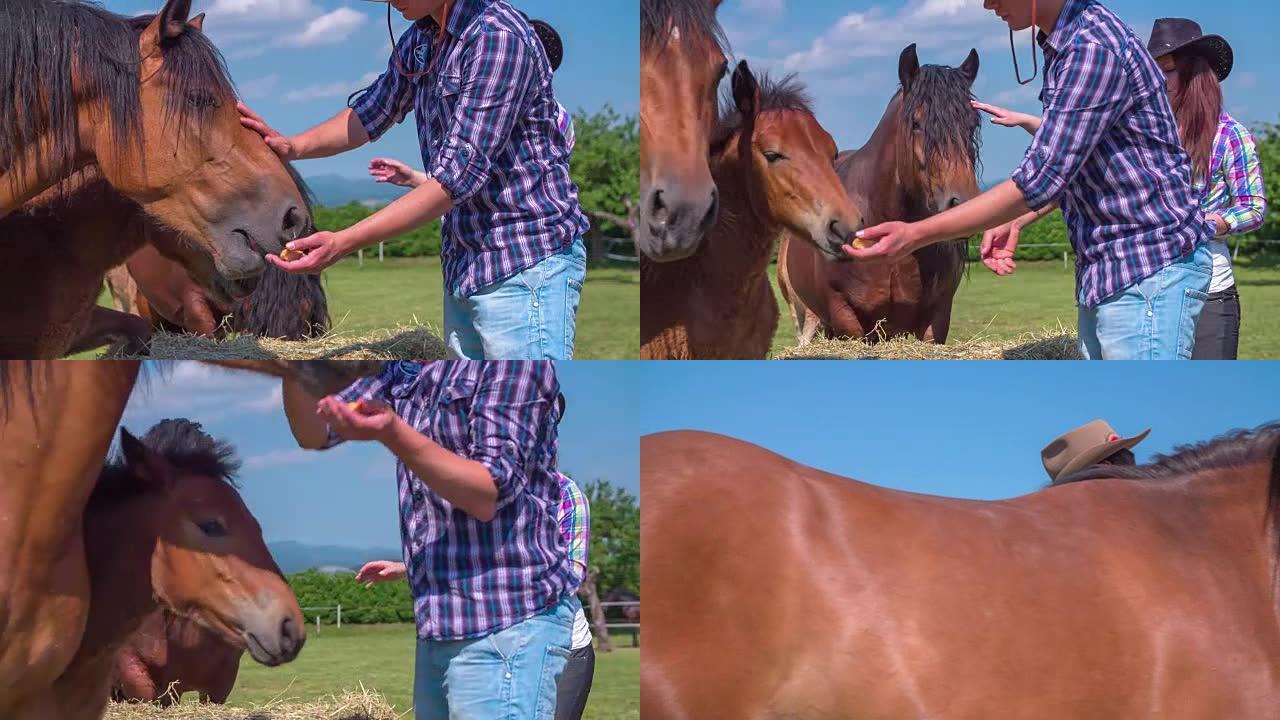 一对可爱的年轻夫妇正在用手喂马。视频中也有干草。特写镜头。