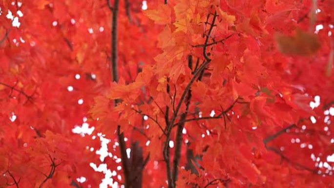 秋天树上美丽的鲜红色叶子，相机摇摄