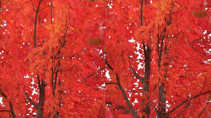 秋天树上美丽的鲜红色叶子，相机摇摄