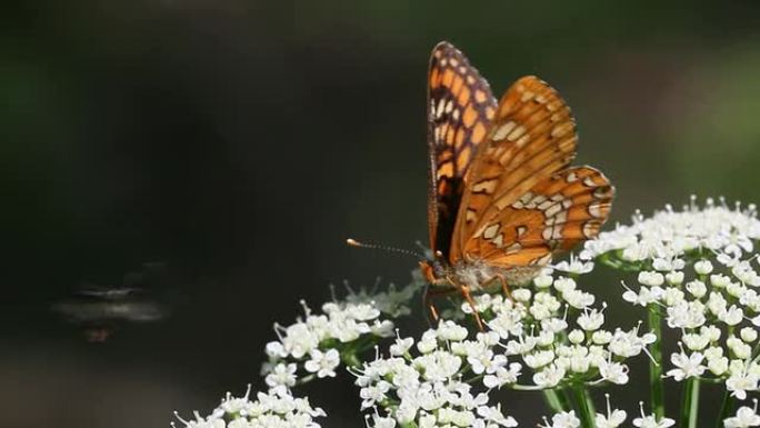 稀有贝母 (Euphydryas maturna) 喂养