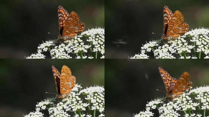 稀有贝母 (Euphydryas maturna) 喂养