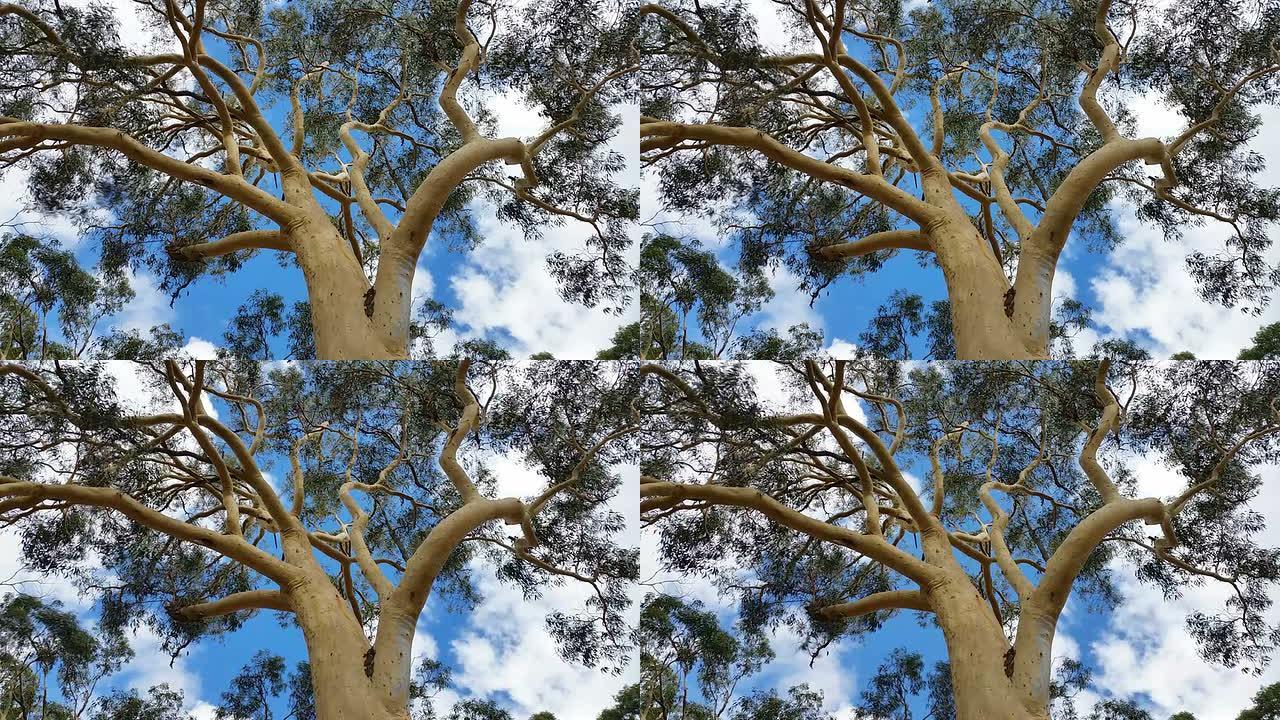 澳大利亚桉树树胶植物