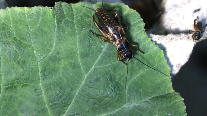 蟋蟀昆虫吃绿叶食物。