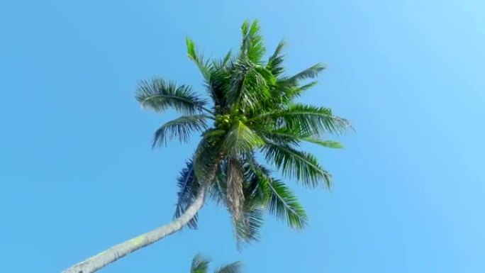 美丽的椰子树