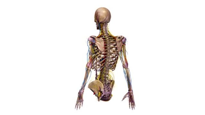 具有韧带，动脉，静脉和神经的人体骨骼