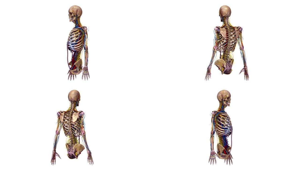 具有韧带，动脉，静脉和神经的人体骨骼