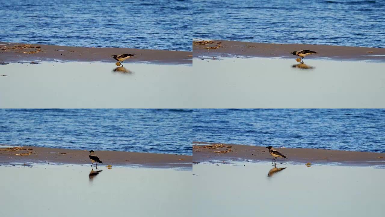 乌鸦鸟正在一个大湖附近的水坑里喝水。在背景中，海浪在沙滩上滚动。阳光明媚的夏日早晨。