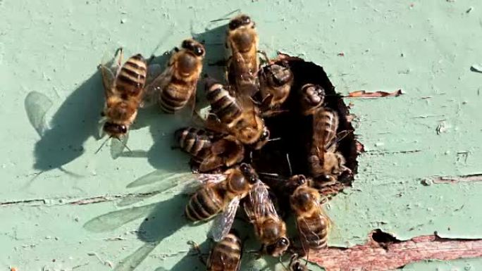 蜂巢入口处的蜜蜂