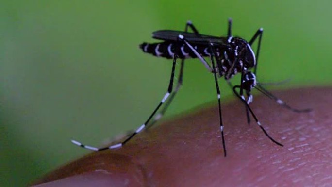 吸血蚊子 (埃及伊蚊) 的宏观