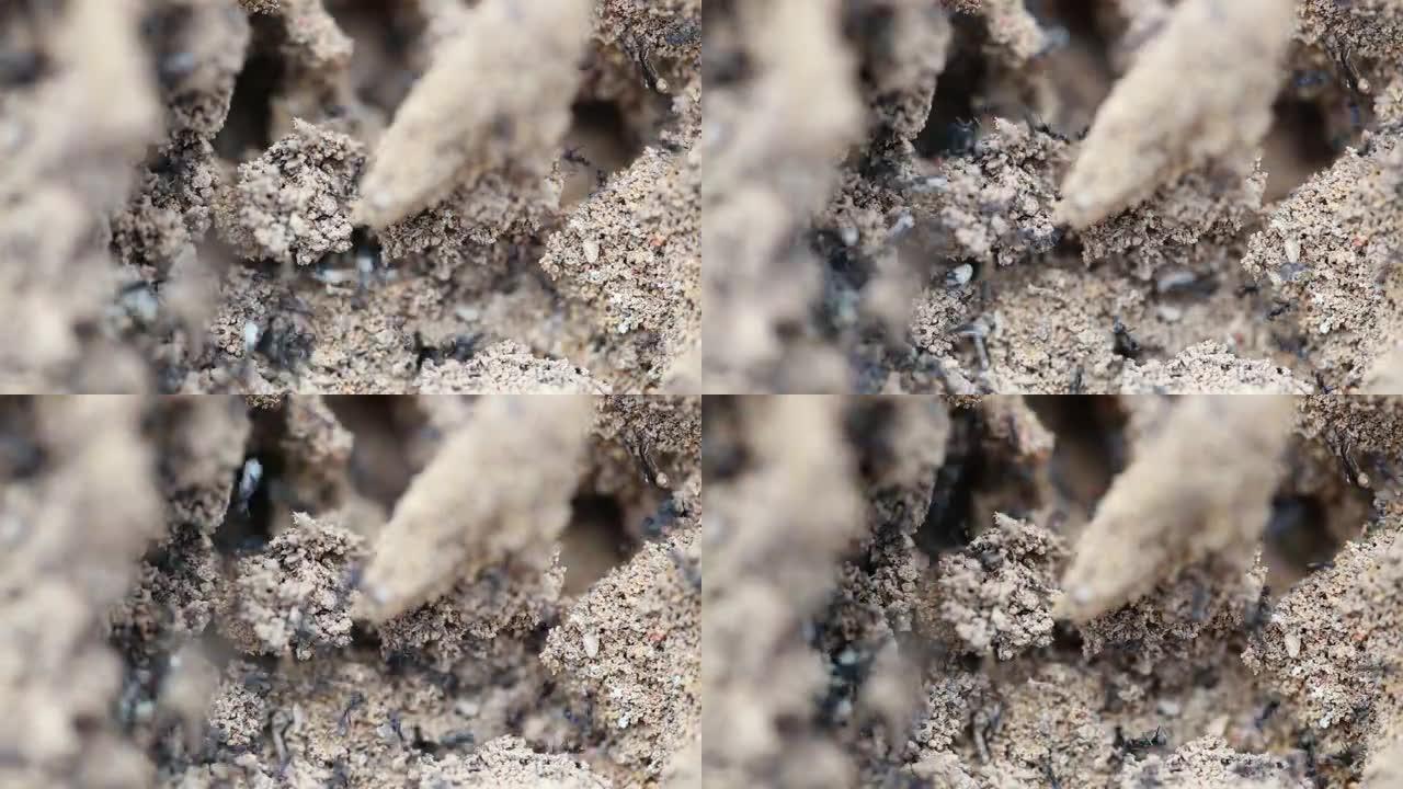 蚂蚁在巢中携带鸡蛋