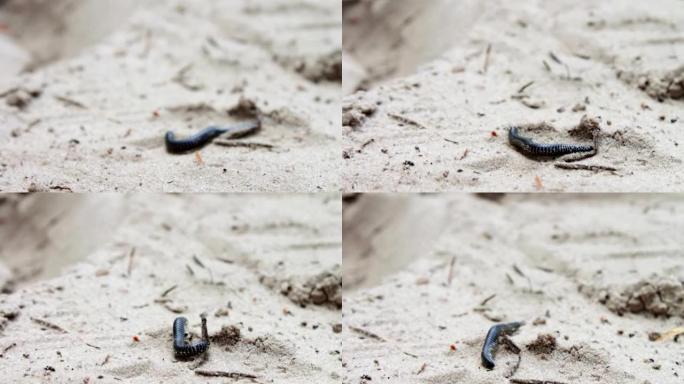 大部分长而黑的蜈蚣在沙地上爬行