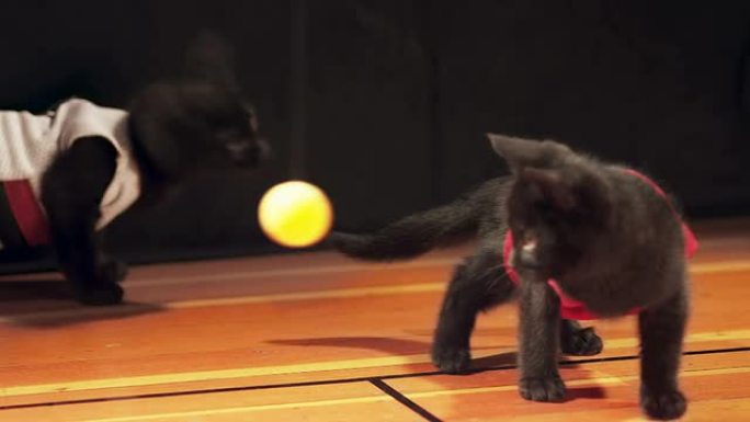 穿着球衣的小猫看着微型篮球