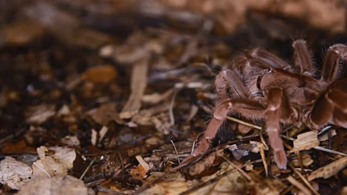 Pelinobius muticus国王狒狒蜘蛛