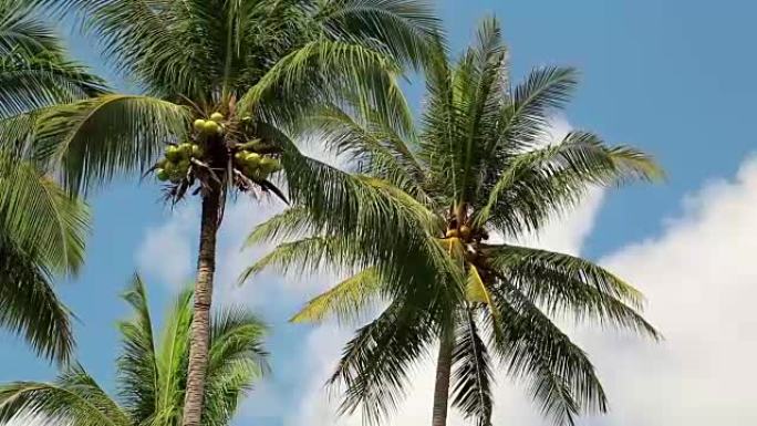 泰国Koh Chang岛的椰子树