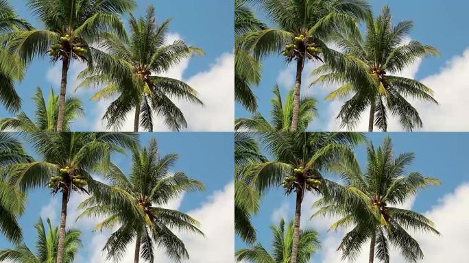 泰国Koh Chang岛的椰子树
