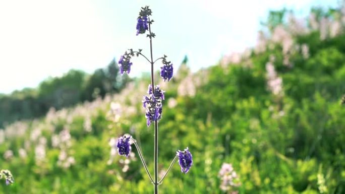 野生田野上盛开的蓝色丹参 (Salvia farinacea) 花朵