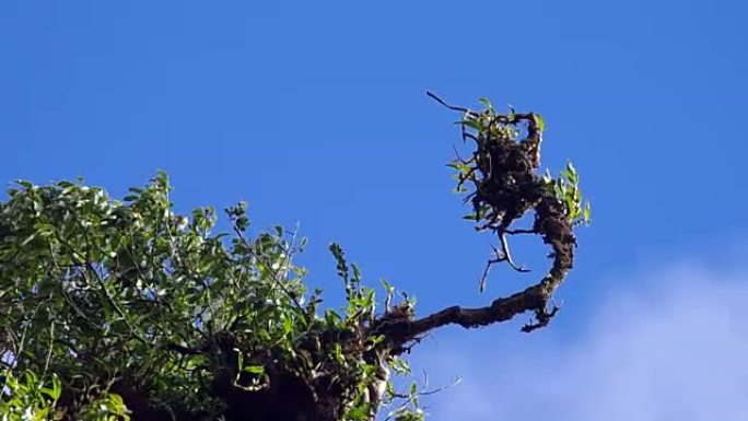 流云下热带植物的芽