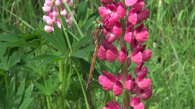 粉红色羽扇莲上的蜻蜓