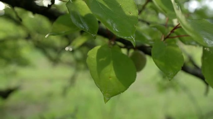 背光雨叶