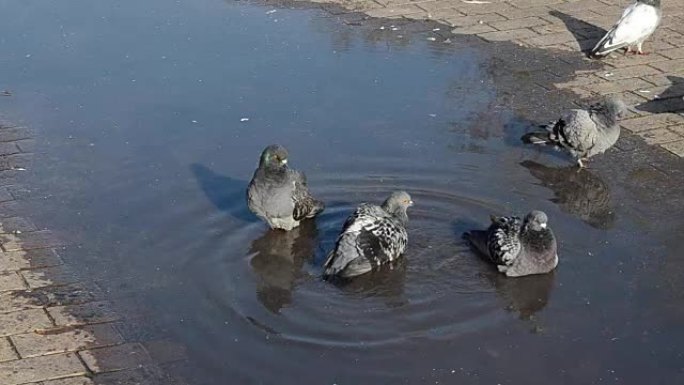 水中的鸽子