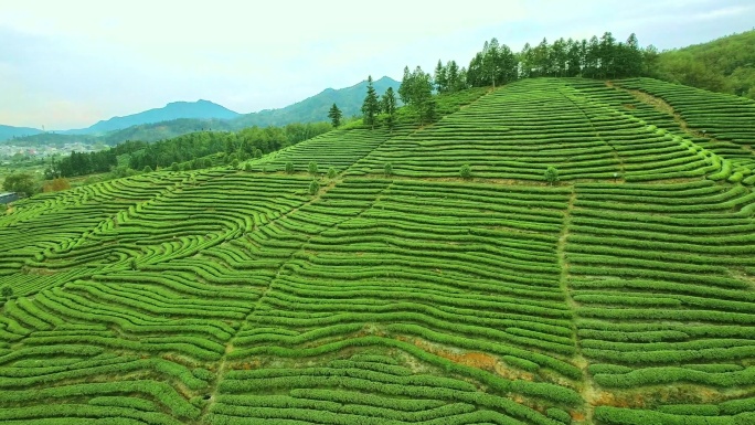 航拍武夷山燕子窠生态茶园、茶山、岩茶山场