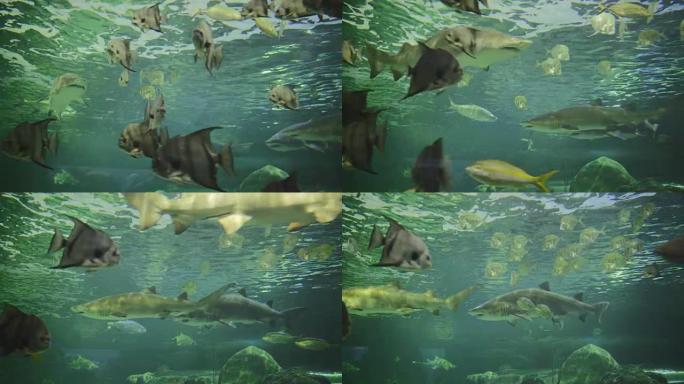 险恶的水族馆鱼缸游泳鲨鱼危险