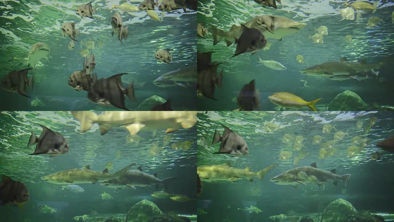 险恶的水族馆鱼缸游泳鲨鱼危险