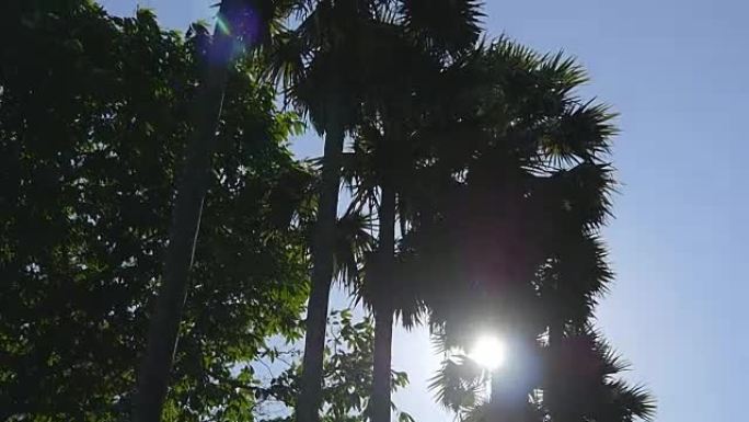 在灿烂的阳光下在斯里兰卡的棕榈树下行驶。慢动作