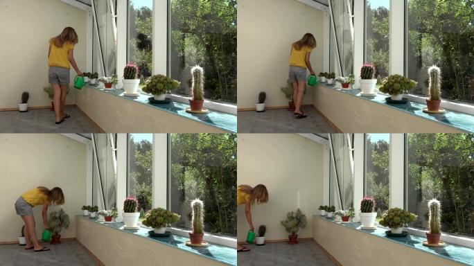 女孩水仙人掌植物在温室里浇水。全高清
