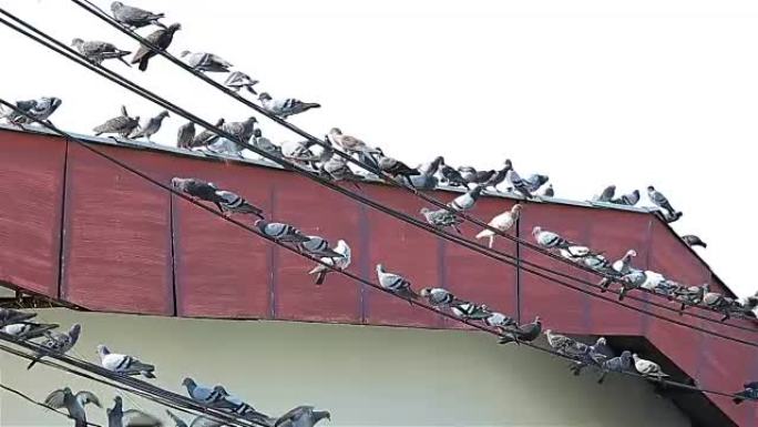 城市中的鸽子栖息在电线上