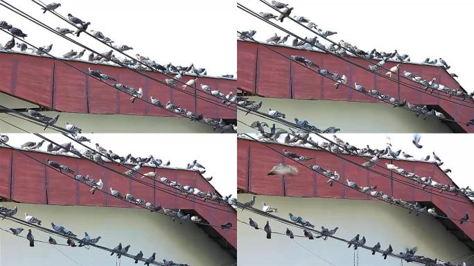 城市中的鸽子栖息在电线上