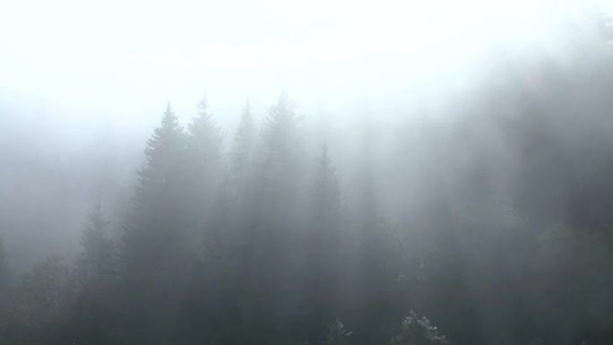 雾林时间圈rauis