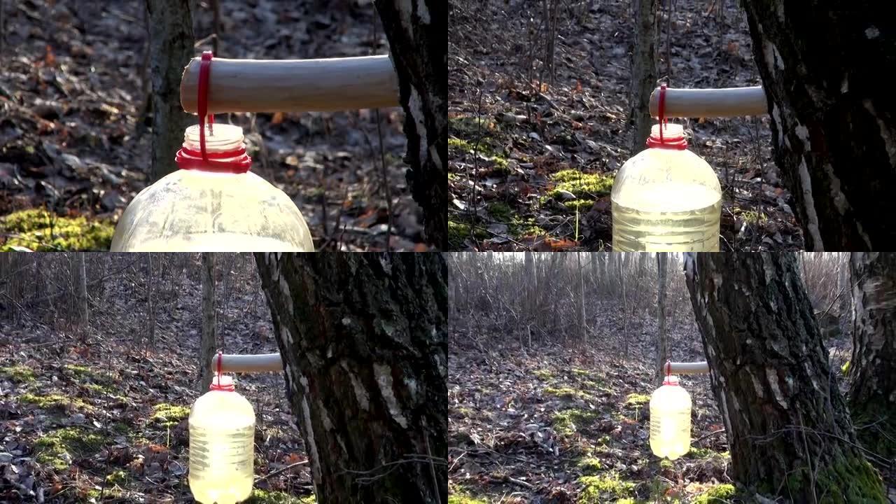 新鲜的春季桦树汁饮料滴入塑料瓶