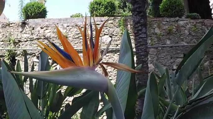 陶尔米纳的天堂鸟花 (Strelitzia reginae)