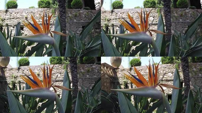 陶尔米纳的天堂鸟花 (Strelitzia reginae)