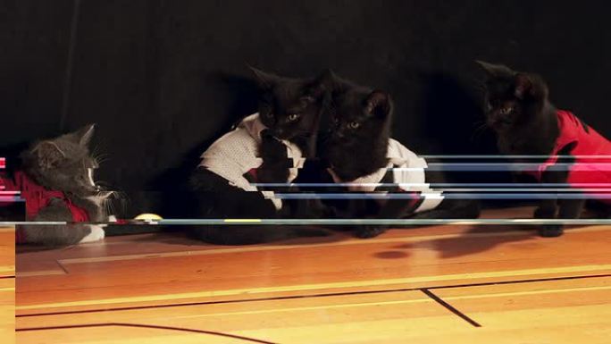 穿着球衣的小猫看着微型篮球