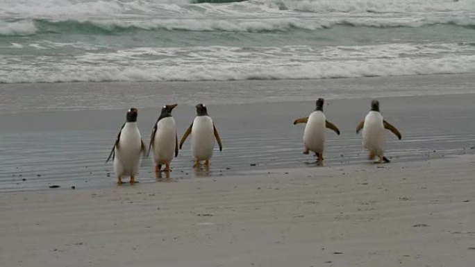 福克兰群岛: Gentoo企鹅从钓鱼中回家