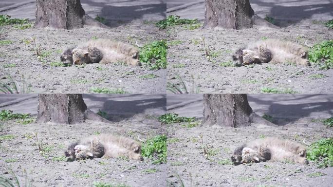 无家可归的猫躺在公园的地上，在阳光下晒日光浴。慢动作