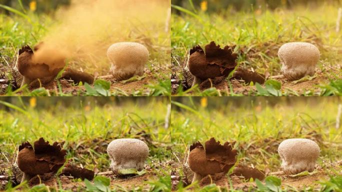 蘑菇马勃