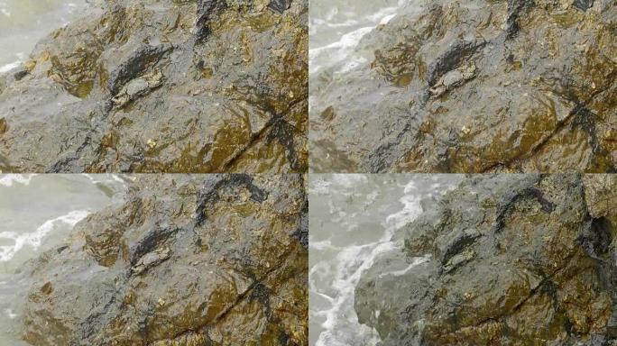 岩石上的螃蟹
